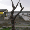 Strom života (Miroslav Hunka, 2006, drevo, 200 cm)