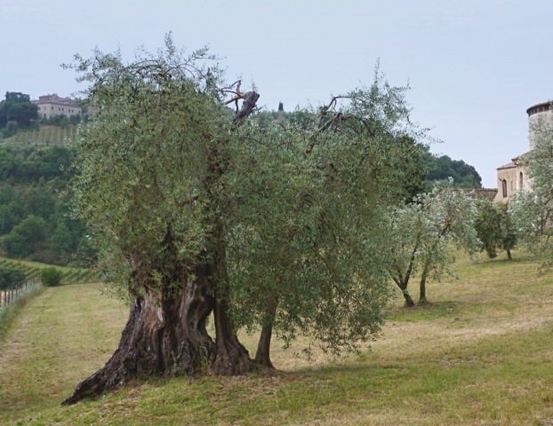 Starý olivovník pri starom opátstve Sant´Antimo