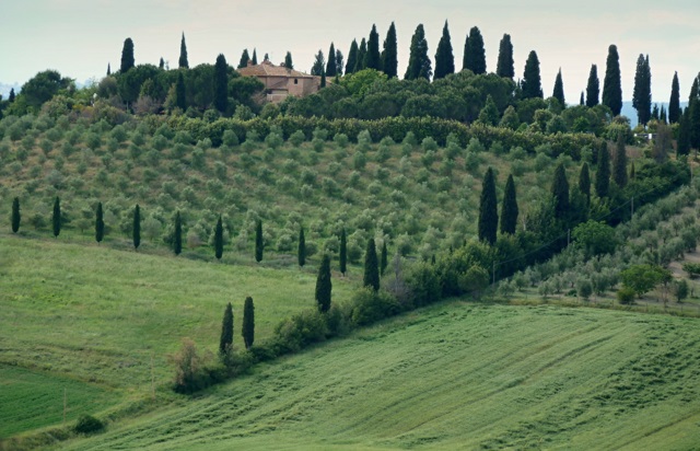 Toskánske olivové háje