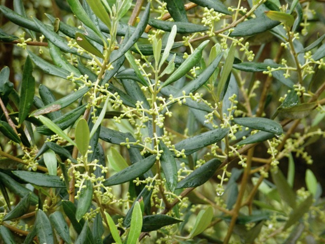 Mjov olivy
